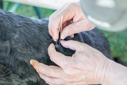 An einem Hund mit schwarzem Fell wird von einem Mann mit einer Pinzette eine Zecke entfernt, Deutschland