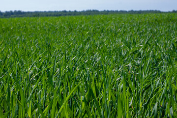 field of young rye spikelets. green meadow.