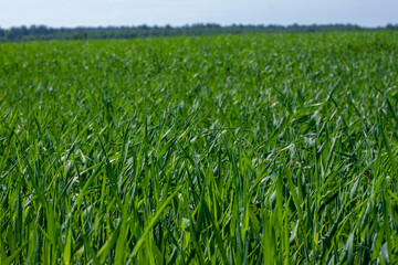 field of young rye spikelets. green meadow.