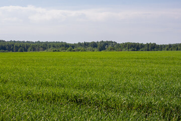 Obraz premium field of young rye spikelets. green meadow.