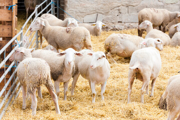 Sheep on the farm, Provance, France