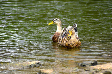 duck in the water