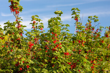 Fototapeta na wymiar ripening red currants with blue sky