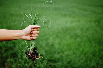 A hand holding a clump of fresh grass above a rice paddy. Farmer hands pulling grass with root and...