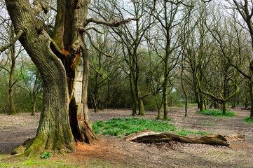 Footpath through woodland in Beverley, UK.