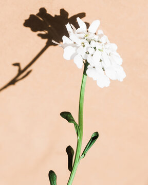 white flower on light pink background