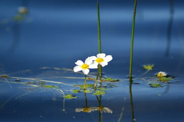 Włosienicznik wodny nad jeziorem © Gustaw