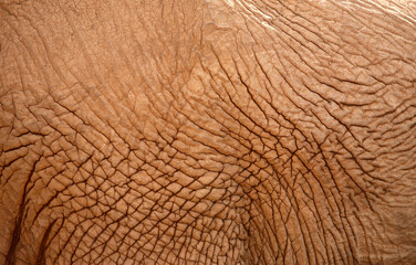 Port Elizabeth, Eastern Cape / South Africa - 01/03/2010: Rough elephants skin