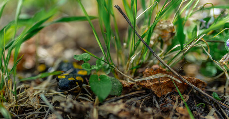 Young salamander waiting in the brush for its prey