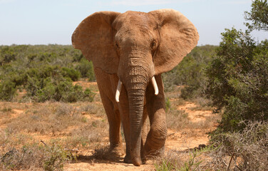 Fototapeta na wymiar Port Elizabeth, Eastern Cape / South Africa - 01/03/2010: Elephant charges a game vehicle