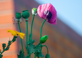 red poppy flower