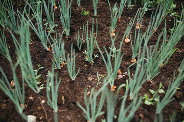 Closeup stalks of green onions growing out of the ground. Macro shot of plants in nature.