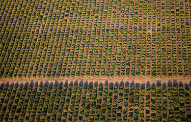 Nelspruit, Mpumalanga / South Africa - 07/16/2008: Aerial photo of Nelspruit citrus fields