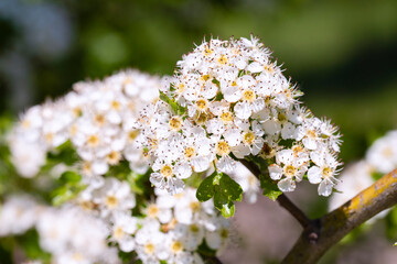 Midland hawthorn (Crataegus laevigata), white flowering tree in springtime, Europe