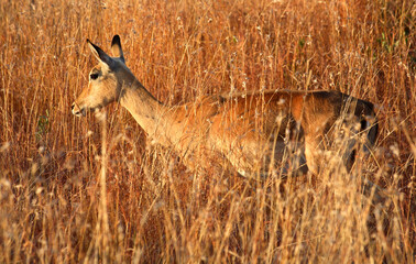 Johannesburg, Gauteng / South Africa - 07/18/2008: Game hides in the grass at sunset