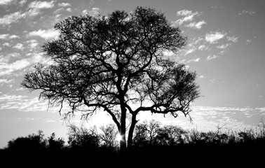 Kruger National Park, Mpumalanga / South Africa - 04/02/2009: Black and white silhouette of a tree