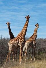 Durban, Kwa-Zulu Natal / South Africa - 08/24/2012: A group of giraffes look on curiously