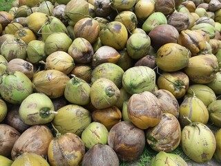 fresh green coconuts