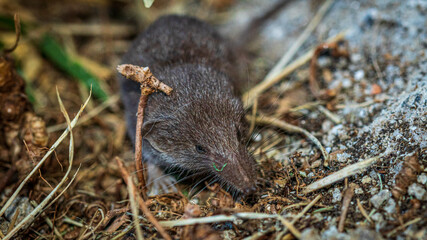 close up of a mole
