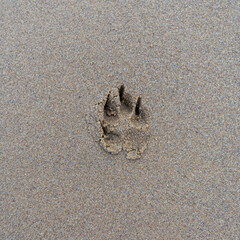 footprint on the sand