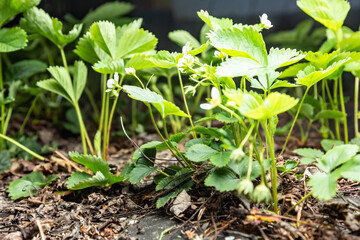 Blooming strawberry bushes close-up on a black background. Horizontal orientation. 