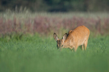 sarna żerująca na polu © Wojciech