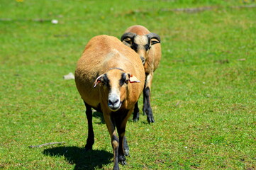 Owce kameruńskie na pastwisku