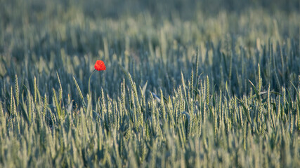 czerwony mak na polu zboża