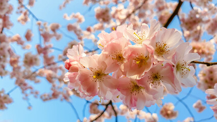 Pink Cherry blossom  in spring in German Heilbronn