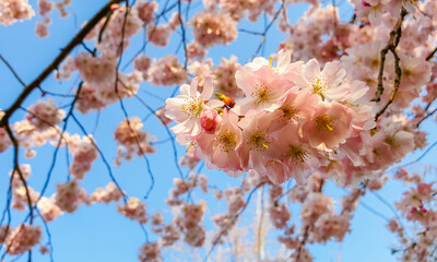 Pink Cherry blossom  in spring in German Heilbronn