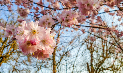 Pink Cherry blossom  in spring in German Heilbronn