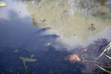 in a pond 2 carps swim side by side close to the surface