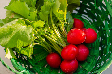 Fresh organic red radishes with green leaves in the basket. Healthy nutrition concept. New crop of vegetables grown in the garden. Harvest 2020. High quality photo