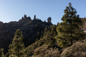 rocks and huge pines at sunset in the mountains of gran canaria, spain
