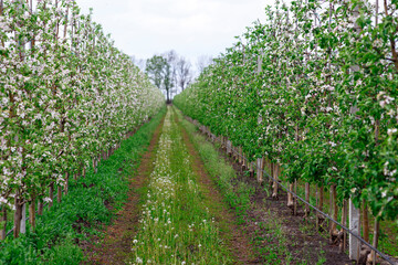 Fototapeta na wymiar Long alley of apple trees in orchard. Road between plantations with grass and dandelions