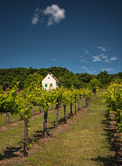 Fototapeta na wymiar Nice vineyard at lake Balaton