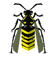 Wasp isolated vector illustration back view