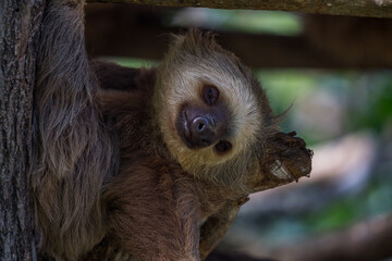 Sloth
