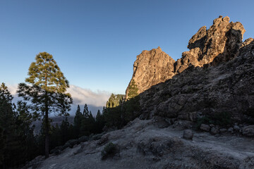 huge pine on the trail to roque nublo in mountains of gran canaria, spain
