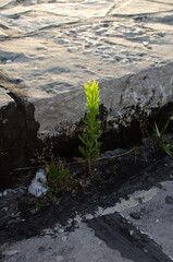 green plant growing on  cracked stone, close up, lighten by sunlight, Concept - power plants Vegetable world