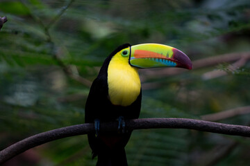 Toucan