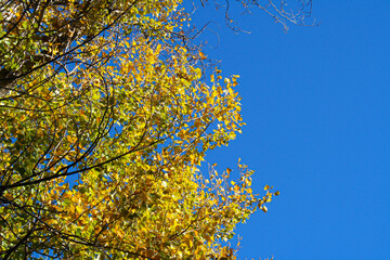 Hojas amarillas de un árbol sobre cielo azul. Primer plano de hojas de árbol.