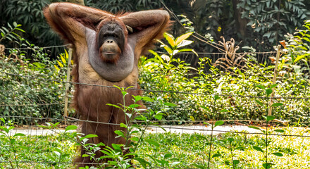 adult male Bornean orangutan © Emoji Smileys People