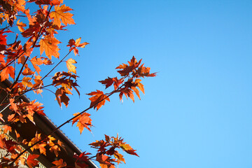 Hojas naranjas de un árbol sobre cielo azul. Primer plano de hojas de árbol.
