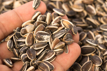 Male hand with grain, gardening, seeding. Organic Pile of Sunflower Seeds.