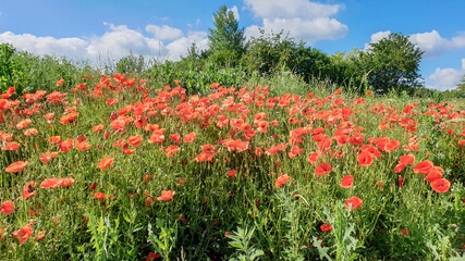 red poppy flowers, Papaver rhoeas or Papaveraceae in Heilbronn in Germany
