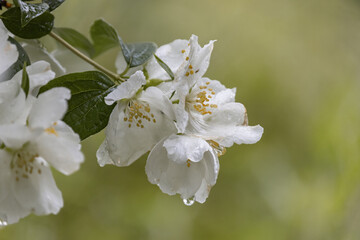 Rain drops on beautiful  jasmine blossom on a blurred green background. Jasmine tea.