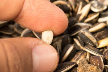 Male hand with grain, gardening, seeding. Organic Pile of Sunflower Seeds.