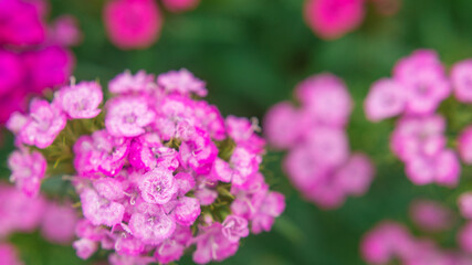 pink flowers of garden carnation close-up. Beautiful summer background