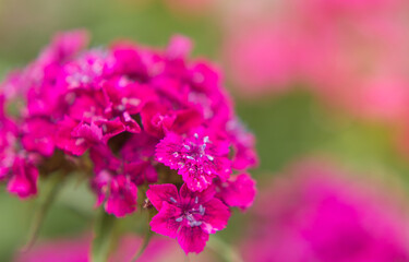 pink flowers of garden carnation close-up. Beautiful summer background